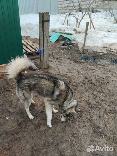 Нашли хаски