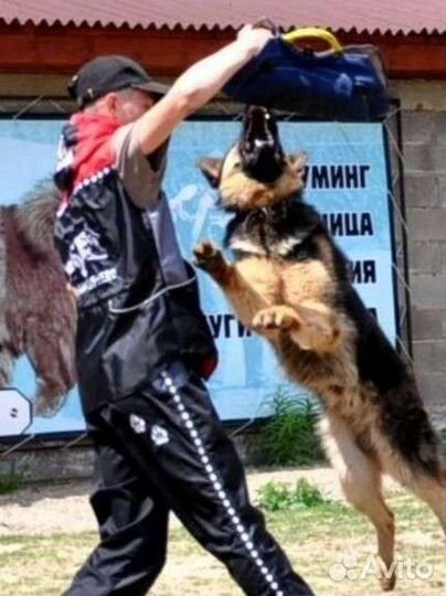 Школа хороших манер для собак