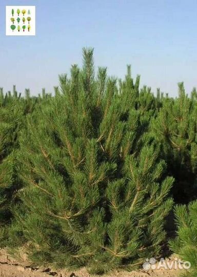 Саженцы сосны опт