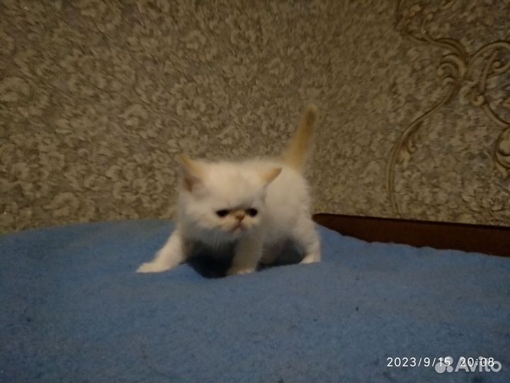 Экзотические котята