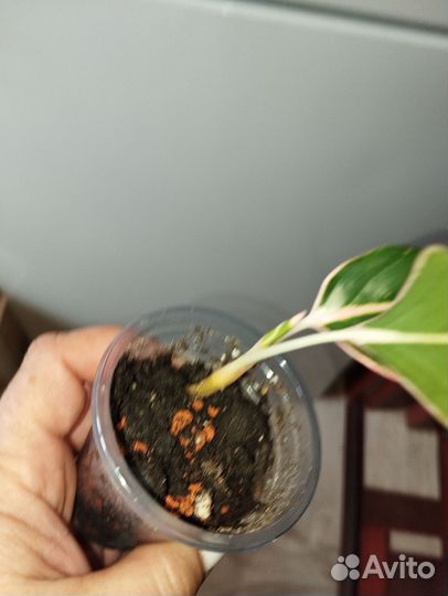 Аглаонема крит