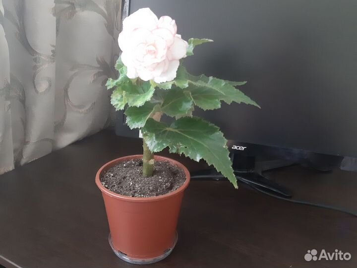 Бегония Шанель