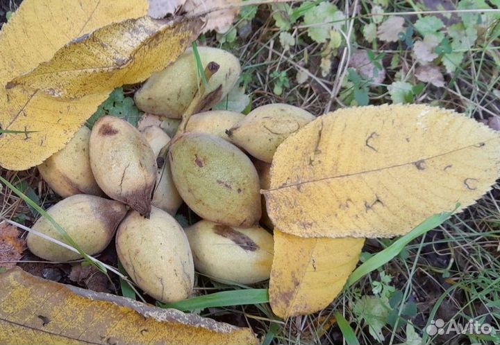 Семена ореха серого