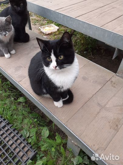 Котята ищут добрые руки