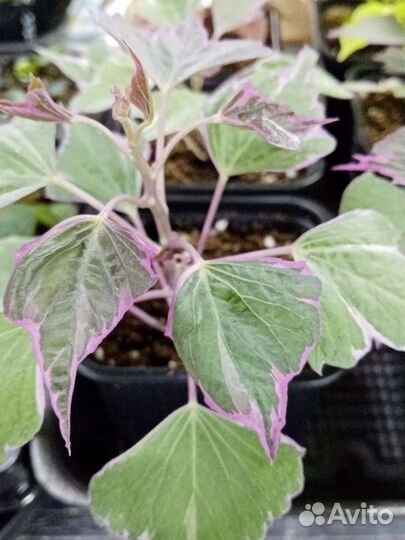 Рассада цветов