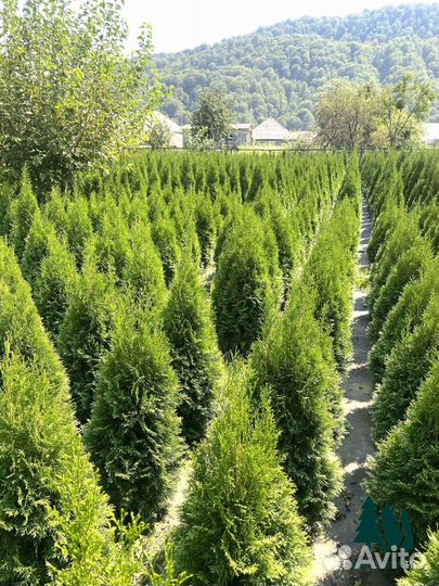 Туи смарагд экстра