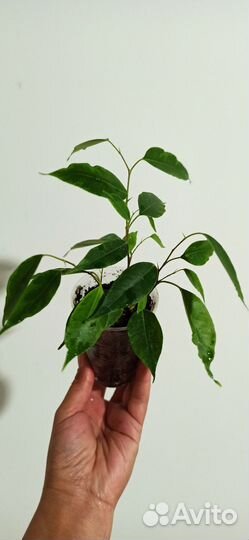 Фикус Бенджамина