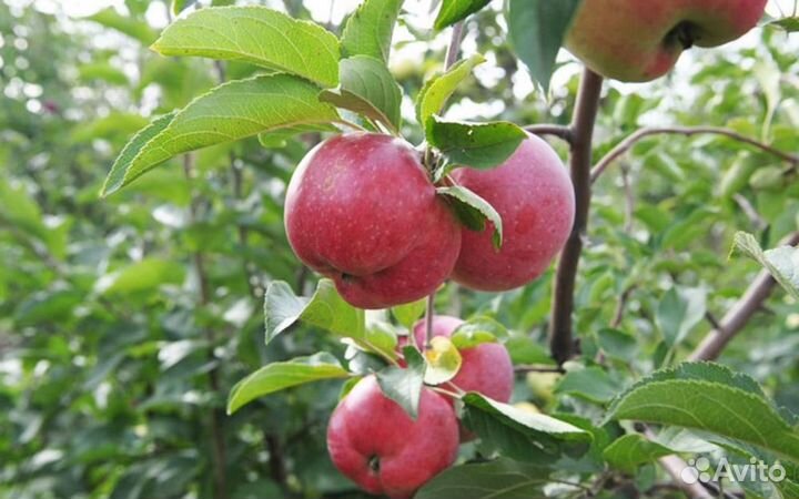 Саженцы яблони