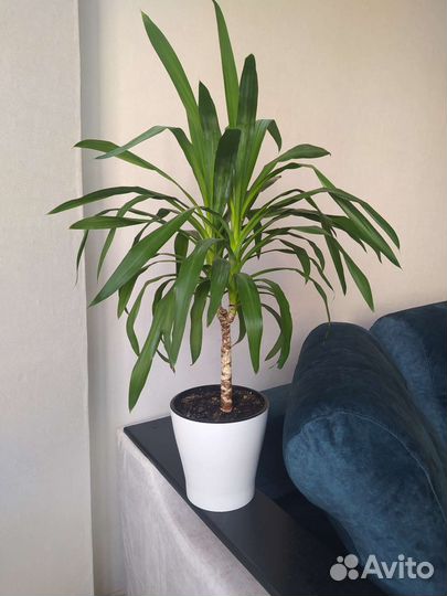 Юкка пальма растение