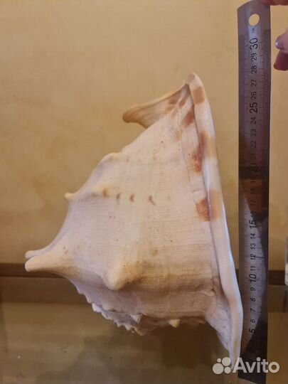 Ракушка огромная