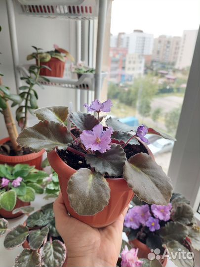 Фиалка Королева льда