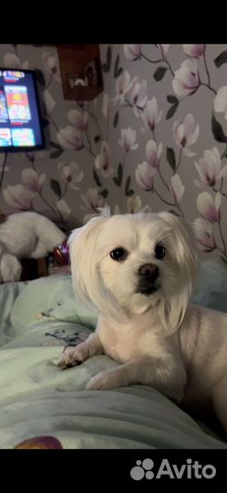 Мальтийская болонка