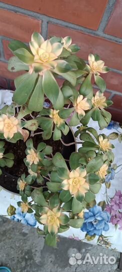 Эониумы в ассортименте