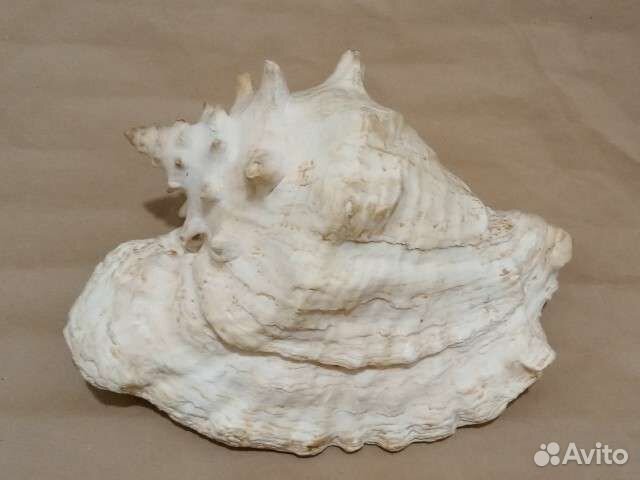 Большая морская раковина 27 см