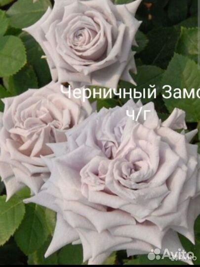 Розы на август