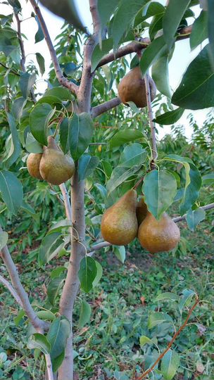 Участок 40 сот. (СНТ, ДНП)