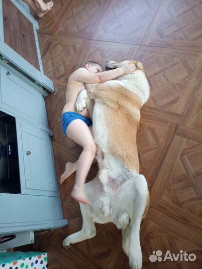 Кобель для вязки сао