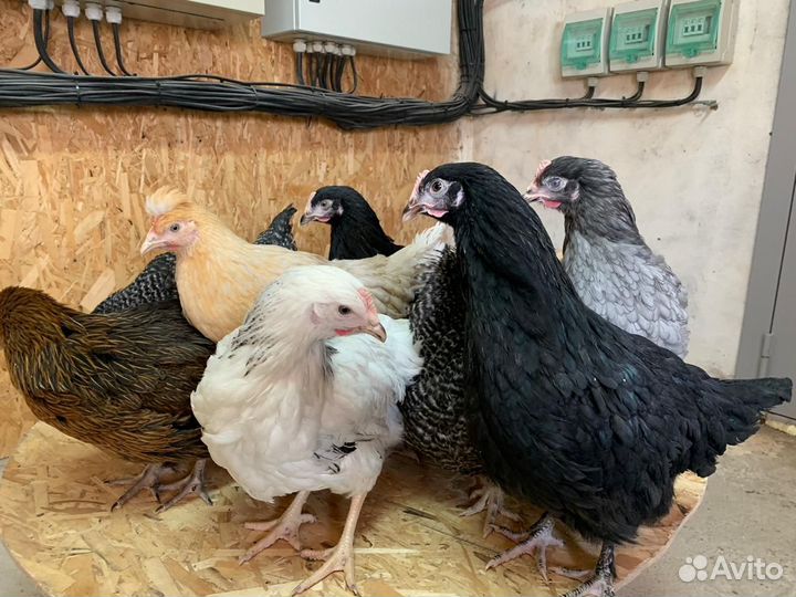 Куры Несушки Молодки с доставкой на дом