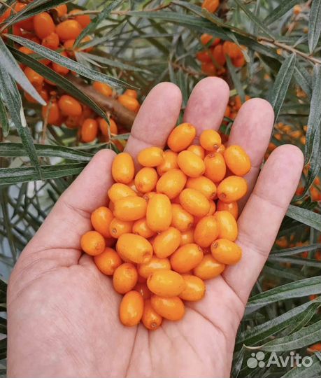 Облепиха свежая