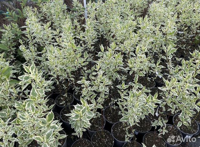 Дерен из питомника