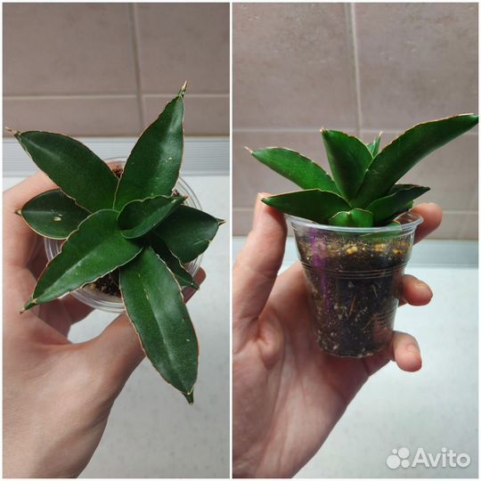 Сансевиерии