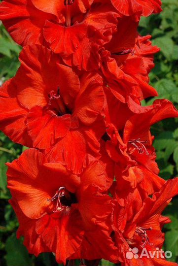 Гладиолусы луковицы