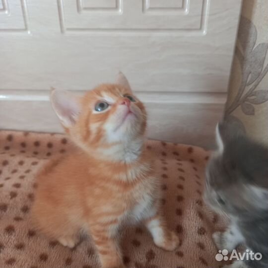 Кошки шотландцы