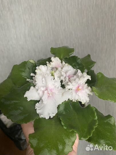 Сортовые фиалки