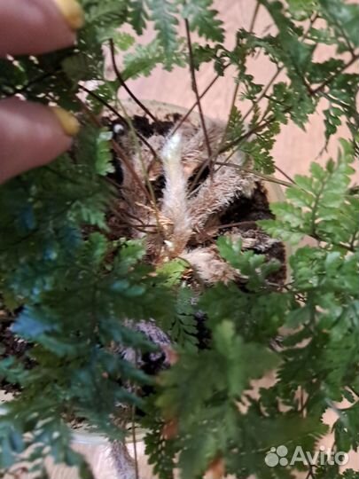 Папоротник Даваллия (зайчьи лапки)