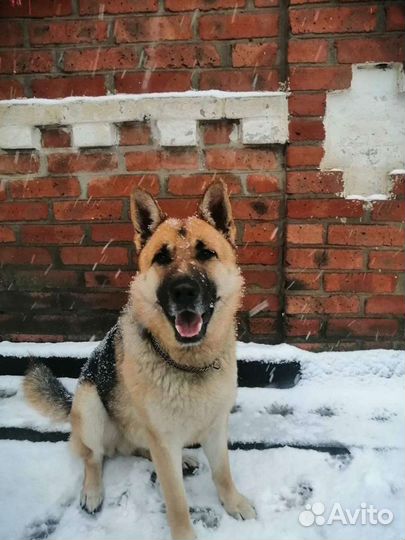 Немецкая овчарка вязка