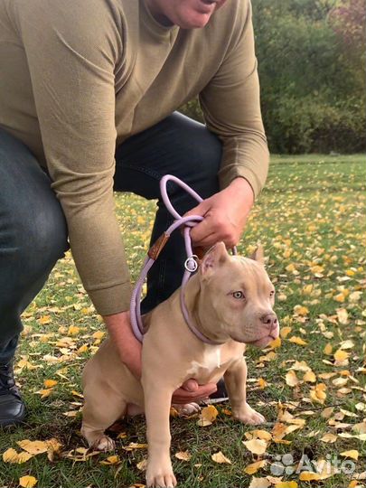 Американский булли