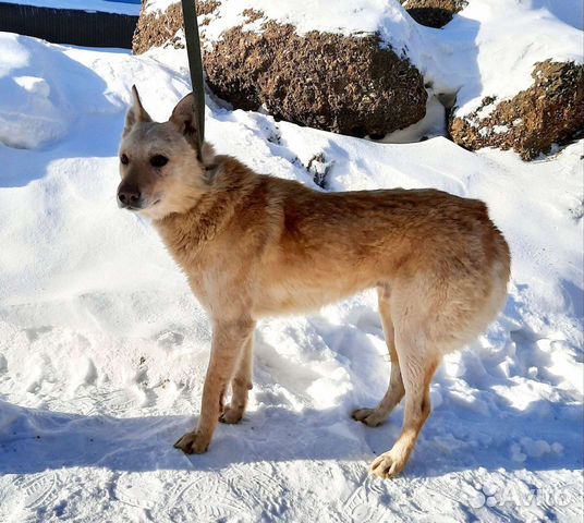 Собака в добрые руки