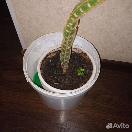 Комнатные цветы
