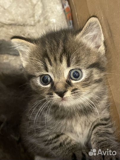 Котята 2 месяца