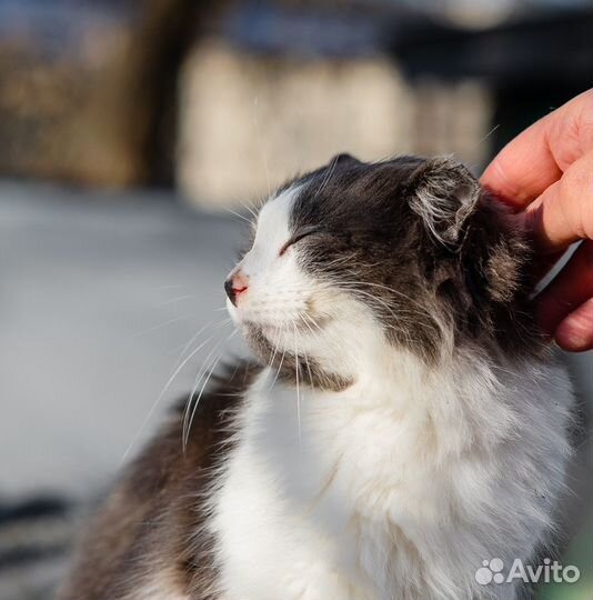 Молодая кошечка бесплатно