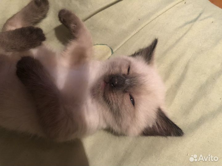 Сиамская кошечка