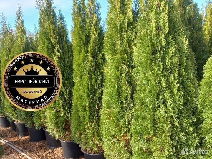 Туя Смарагд 100см посадка с гарантией