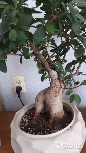 Фикус микрокарпа гинсенг бонсай