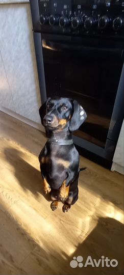 Щенки таксы