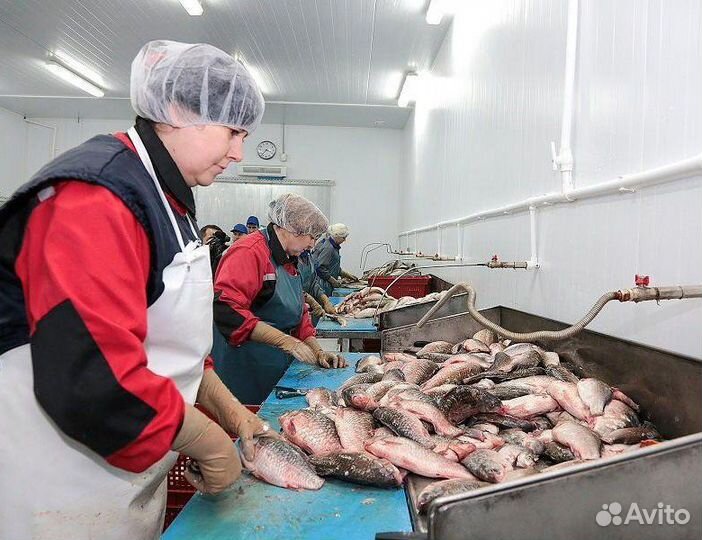 Обработчик рыбы вахта+питание+премия Орловская обл