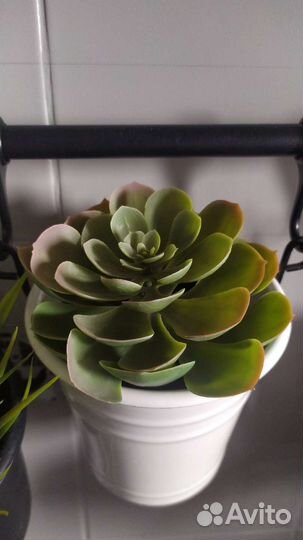 Фейка IKEA много