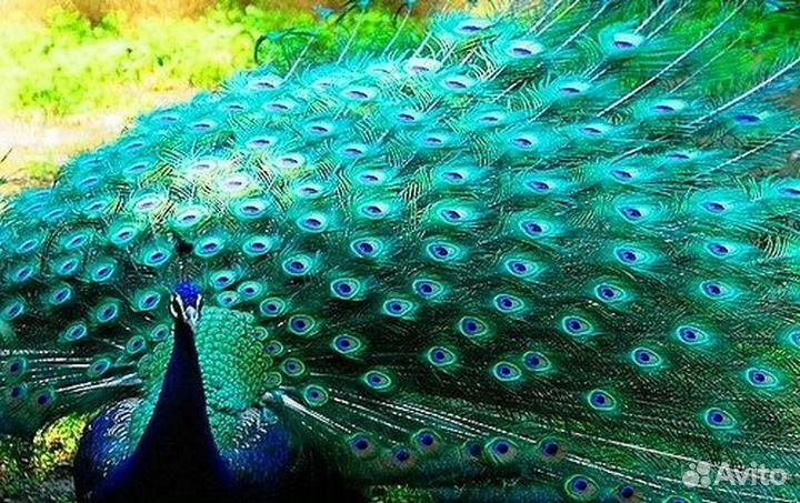 Павлины, павлинята