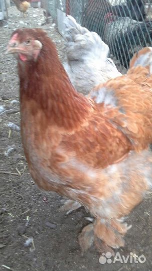 Инкубац. яйцо индюков, индоуток, кур, инд. бегунов