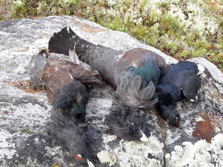 Глухарь птица