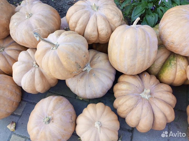 Ячменная солома в тюках