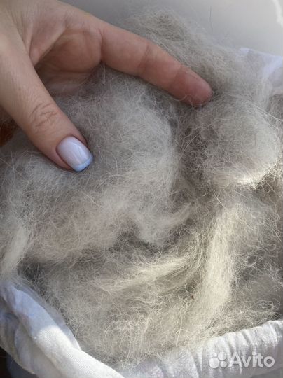 Шерсть собачья акиты