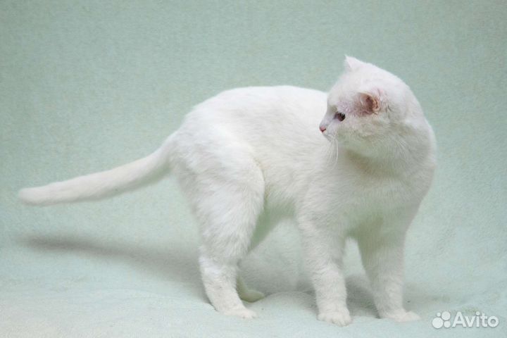 Белый кот Эклер в добрые руки