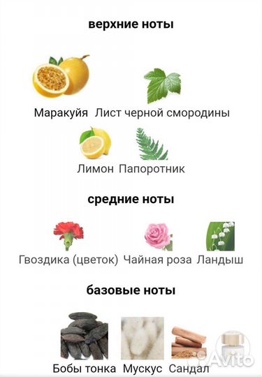 Tiziana Terenzi cassiopea