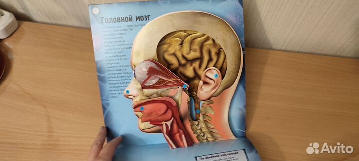 Книга по анатомии человека, для детей