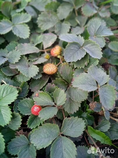 Клубника ремонтантная